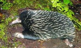 豪猪3.0最新爆料,揭秘科技巨头最新力作背后的秘密与突破